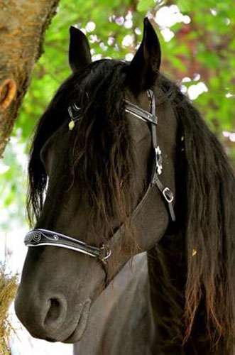 Bijali, side pull for horses pendant in silver and aventurine