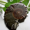 Ammonite characteristics